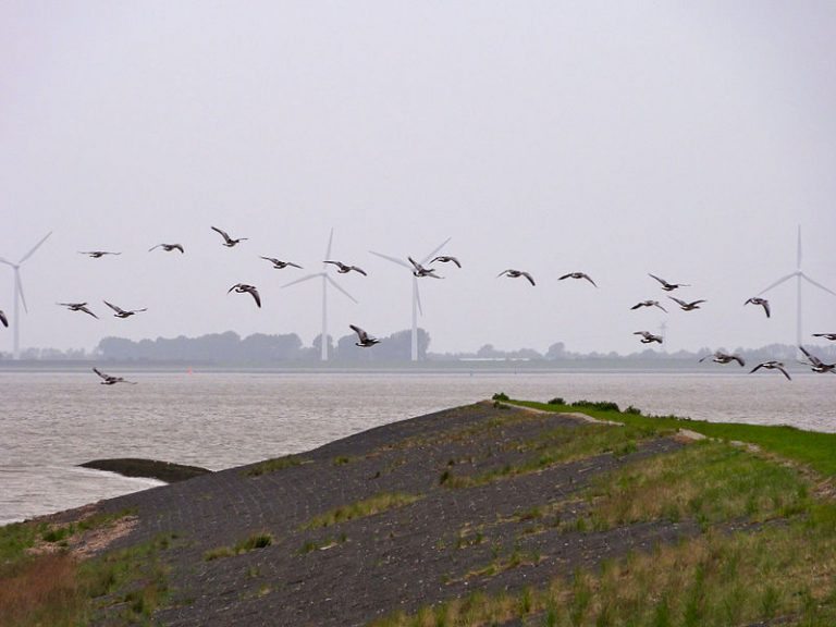 Broedeiland bij Eemshaven blijkt succesvol