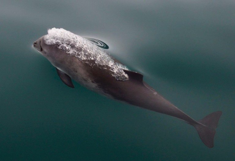 Dode bruinvis aangespoeld bij Punt van Reide