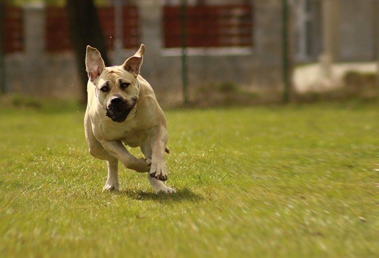 Chip je huisdier met korting op Werelddierendag