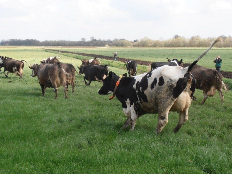 Natuurinclusieve landbouw: van papier naar praktijk