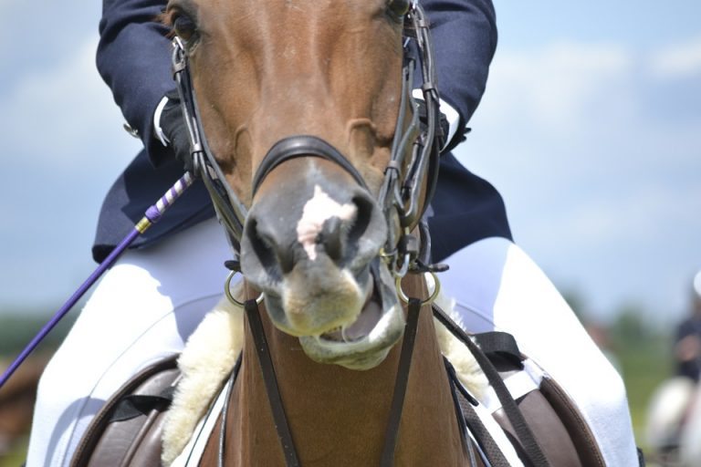 Silvia Hoeve organiseert buitenevenement voor paarden in Nieuwe Pekela