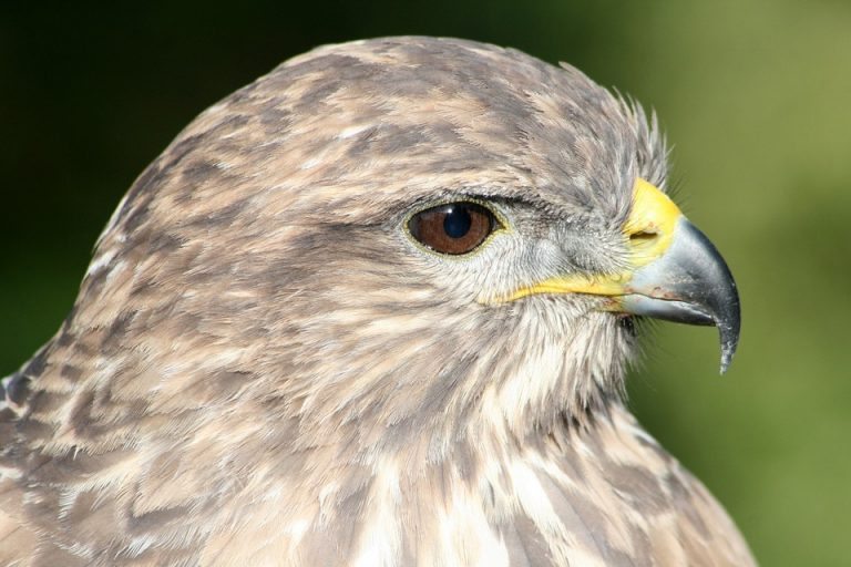 Brandweer redt buizerd in Kropswolde