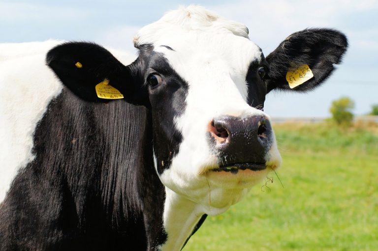 Boer redt koe uit Hoendiep