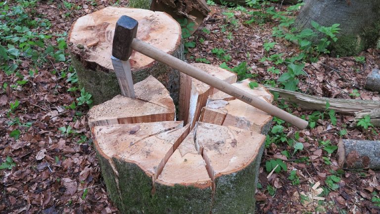 Haren versoepelt regels voor kappen van bomen