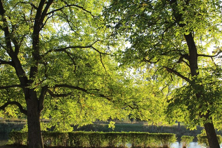 Bomen in Veendam naar de vlakte