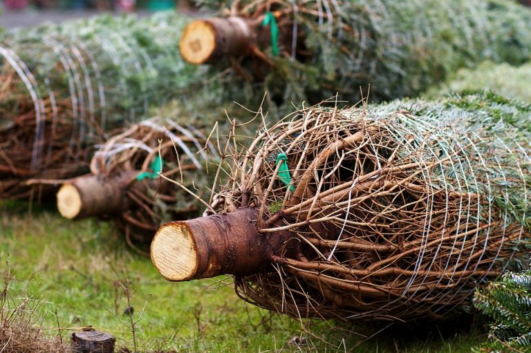 NOVO gaat kerstbomen verkopen op de Borgstee