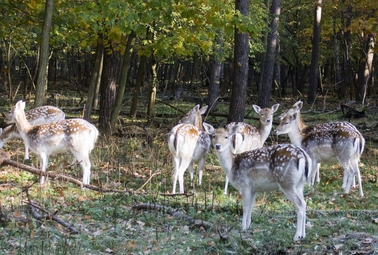 Damherten ontsnappen uit kinderboerderij Oude Pekela