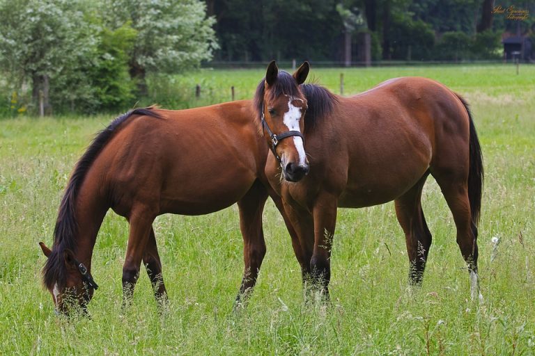 Agressieve hond valt paarden aan; agent lost waarschuwingsschot (UPDATE)