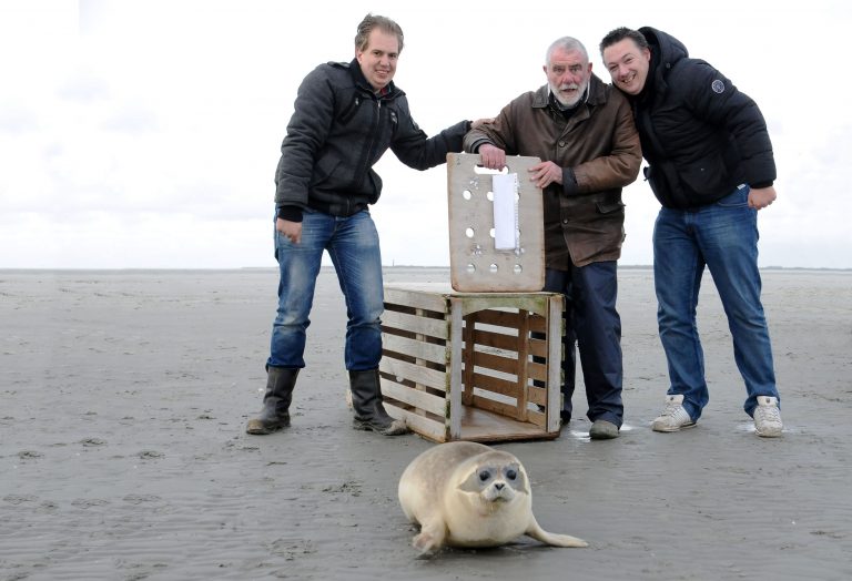 Winnende bedenker ‘Het Hogeland’ laat zeehond vrij