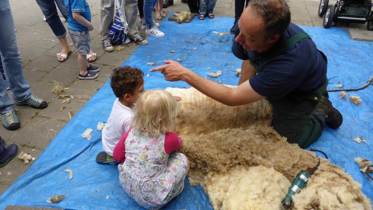 Schaapscheerdersfeest op kinderboerderij De Beestenborg