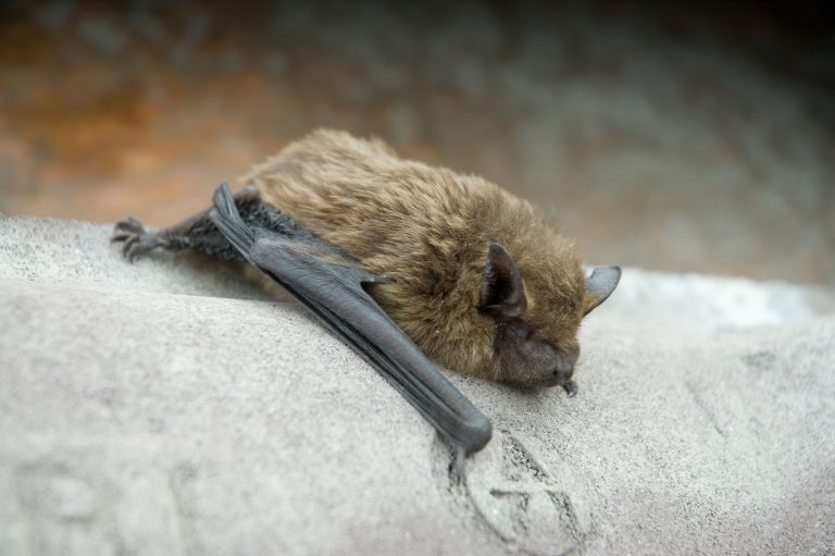 ‘Gemeente Groningen negeert met kapvergunningen Natuurbeschermingswet’