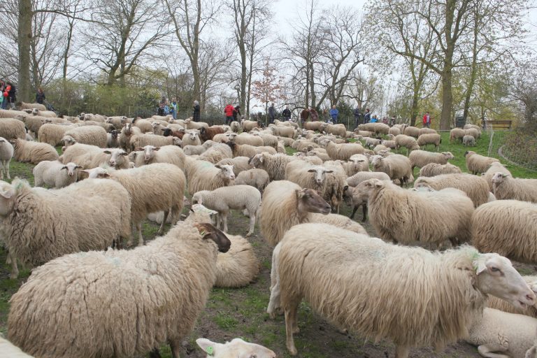 Stadsschapen geschoren  in Noorderplantsoen