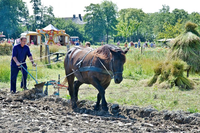 Bieten, paarden en vlas op Landgoed Verhildersum Leens